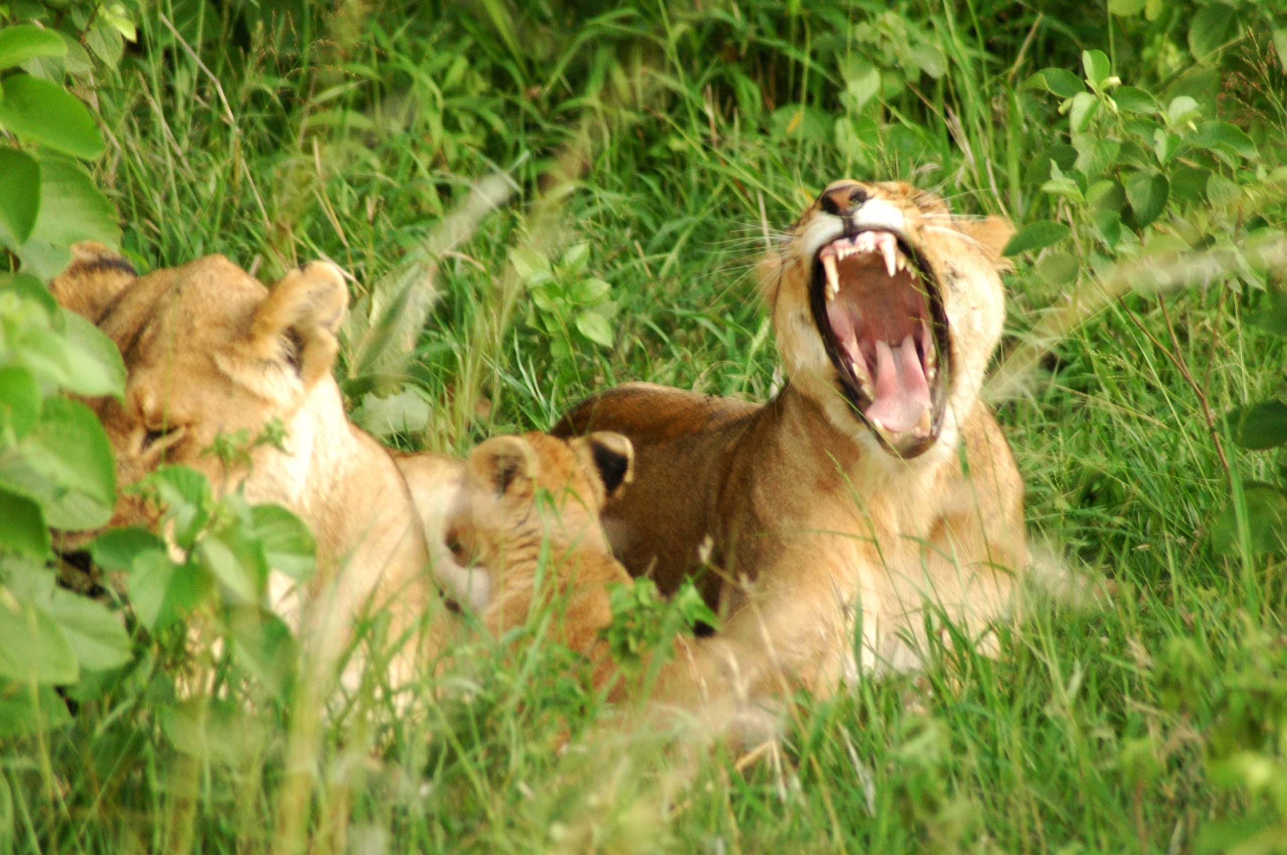 lioness-safari-kenya