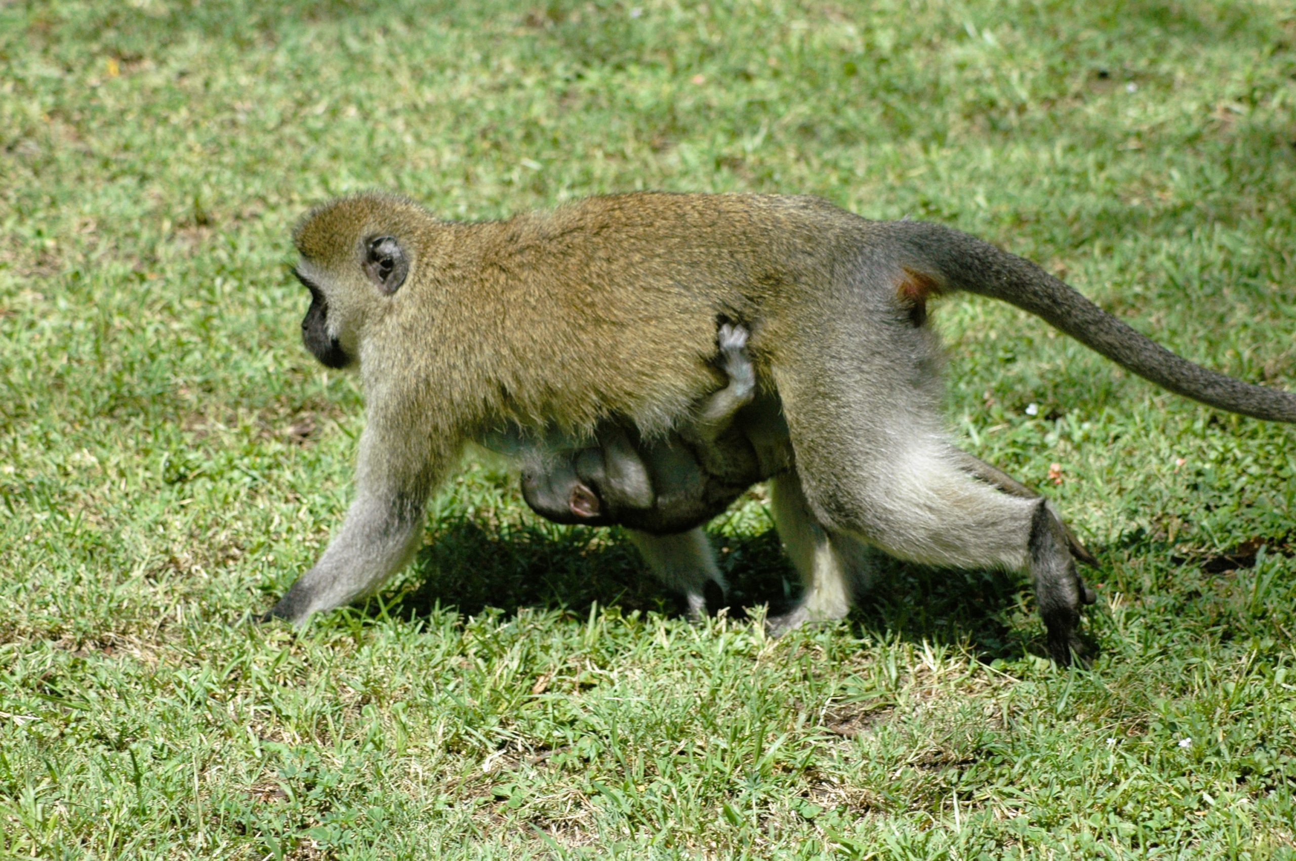 Clinging-baby-safari