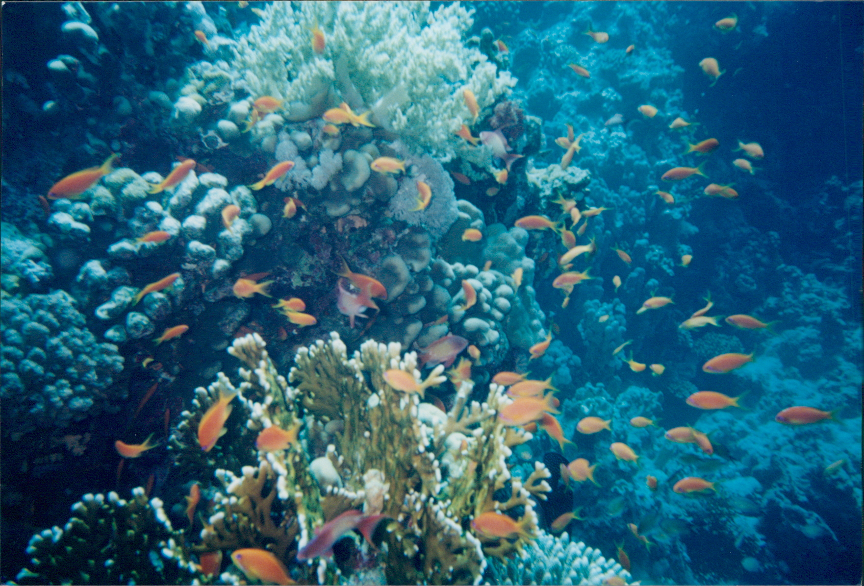 Diving-Sharm