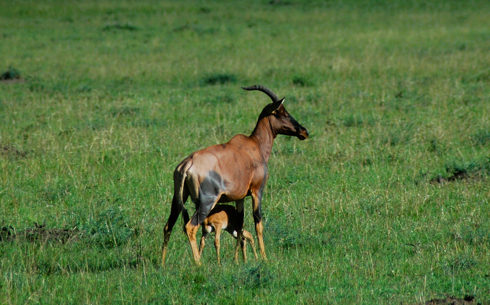gazelle-and-baby-safari
